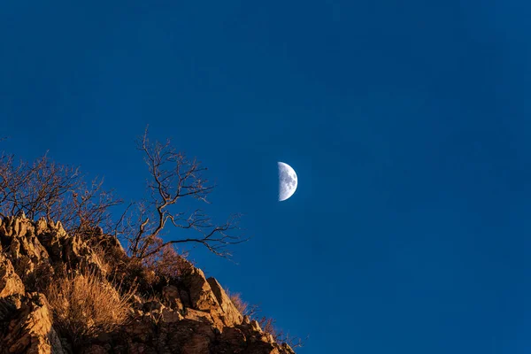Half moon and its craters against the midnight blue sky at Provo in Utah. There is an illuminated rocky cliff with leafless trees and dry shrubs on the left.