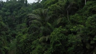 Aerial view of the jungle, aerial view of a small river in the jungle. High quality 4k footage