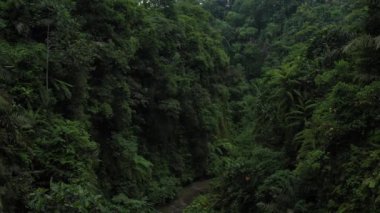 Aerial view of the jungle, aerial view of a small river in the jungle. High quality 4k footage