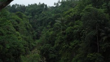 Aerial view of the jungle, aerial view of a small river in the jungle. High quality 4k footage