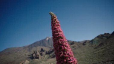 tajinaste volkan Teide üzerinde.