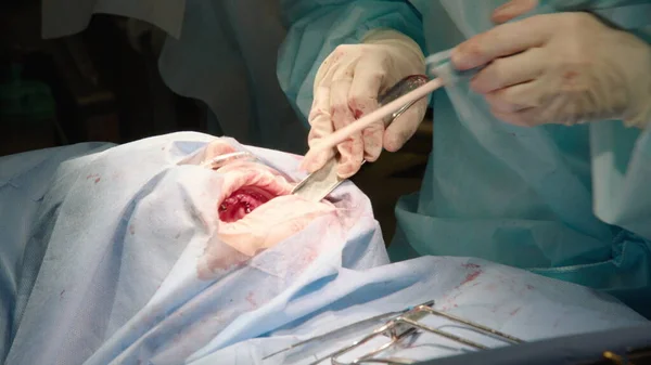 Két Hivatásos Orvos Végez Fogászati Műtétet Fogászati Implantátumokat Ültetve Beteg — Stock Fotó