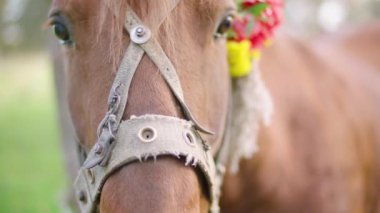 Atın kafası çiçeklerle süslenmiş. Atın başına yakın çekim. Yüksek kaliteli HD video. ProRes