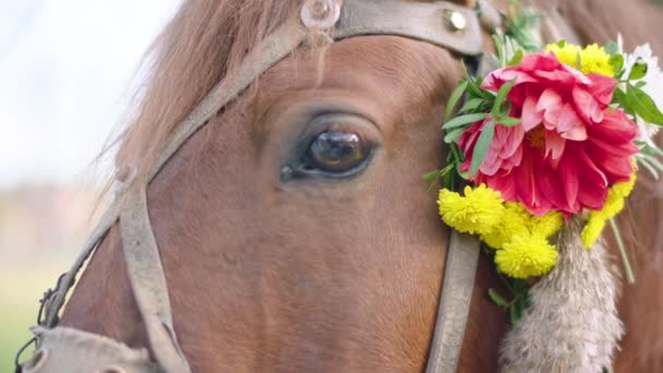 Hästens Huvud Dekorerat Med Blommor Närbild Hästens Huvud Hög Kvalitet — Stockvideo
