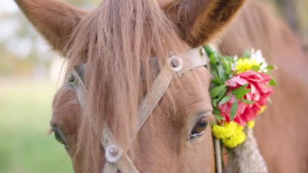 Kůň Hlavu Zdobenou Květinami Detailní Záběr Koňskou Hlavu Vysoce Kvalitní — Stock video
