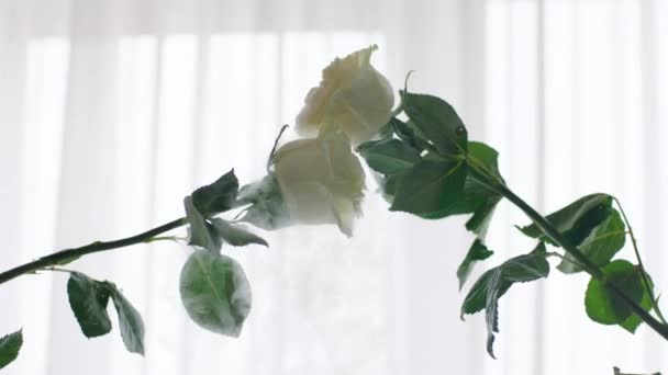 Rosas Brancas Quebram Umas Contra Outras Voam Pequenos Pedaços Sob — Vídeo de Stock