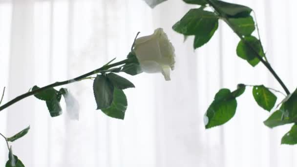 白いバラは互いに壊れ 液体窒素の作用の下で小さな破片に飛びます — ストック動画
