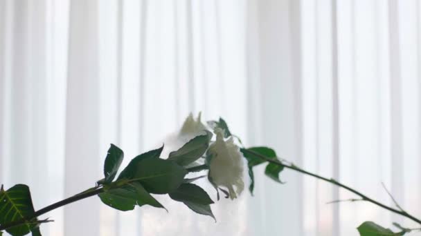 白いバラは互いに壊れ 液体窒素の作用の下で小さな破片に飛びます — ストック動画