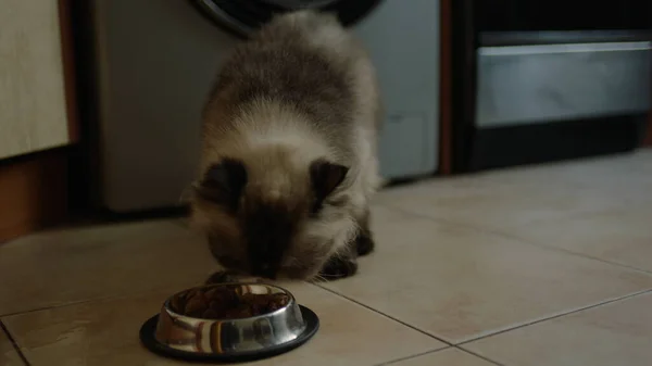 Shots of home feeding a cat from a bowl. A domestic cat receives a portion of food.