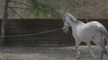 Eğitim sahasında daireler çizerek hoplayıp zıplayan bir at. At eğitimi. Koşan bir at. Yavaş çekim.