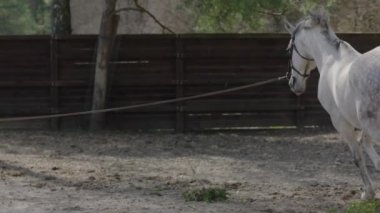 Eğitim sahasında daireler çizerek hoplayıp zıplayan bir at. At eğitimi. Koşan bir at. Yavaş çekim.
