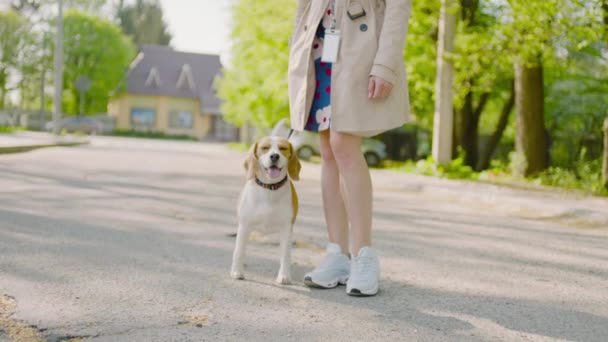 若いビーグルが所有者の足の横の通りを歩いている 隣を歩いている女性が犬を連れて綱を握っている — ストック動画
