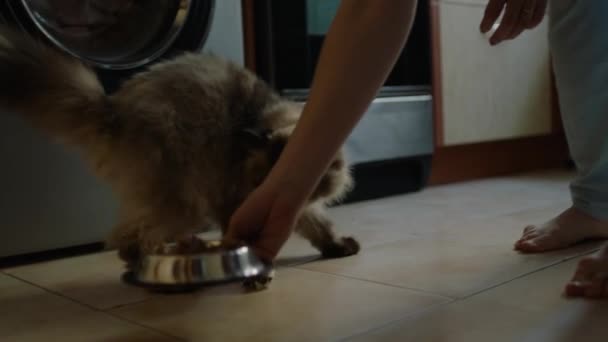 ボウルから猫に餌をやる家のショット 家畜は食料の一部を受け取る — ストック動画
