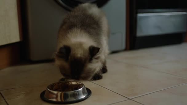 Aufnahmen Von Hause Beim Füttern Einer Katze Aus Einer Schüssel — Stockvideo