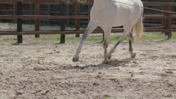 Końskie Kopyta Przebiegają Przez Piasek Zwolnionym Tempie Długi Strzał Śledzenia — Wideo stockowe