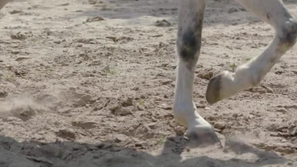 Gli Zoccoli Dei Cavalli Attraversano Sabbia Rallentatore Tracciamento Tiro Lungo — Video Stock