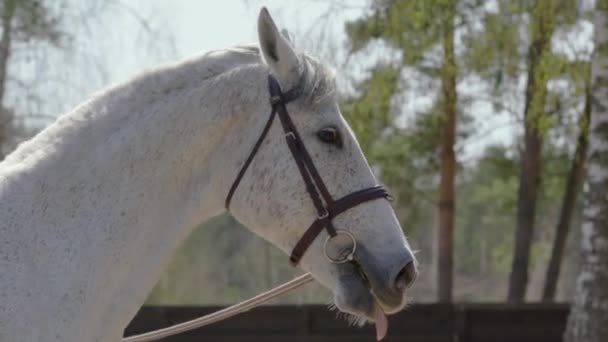 Horse Prances Circle Training Ground Horse Training Running Horse Slow — Stock Video