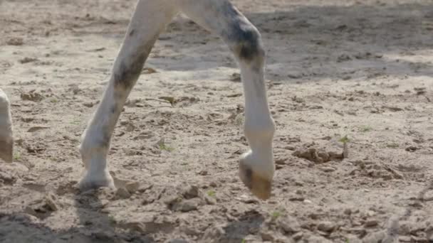 馬の蹄はスローモーションHdで砂の中を走ります 砂の中を耕しながら ギャロップの焦点で馬の蹄の長いショット追跡 撃たれた — ストック動画