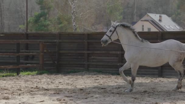 Kůň Který Poskakuje Kruhu Cvičišti Výcvik Koní Běžící Kůň Zpomalený — Stock video