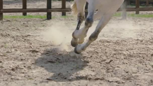 Horse Hooves Run Sand Slow Motion Long Shot Tracking Horse — Stock Video