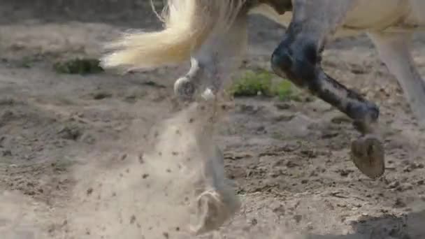 Коні Проходять Через Пісок Повільному Русі Довгий Постріл Стеження Копитами — стокове відео
