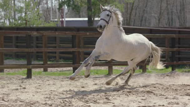 Ένα Άλογο Που Χοροπηδάει Κύκλο Στο Έδαφος Εκπαίδευσης Εκπαίδευση Αλόγων — Αρχείο Βίντεο