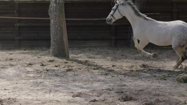 Een Paard Dat Rondspringt Een Cirkel Het Trainingsveld Paardentraining Een — Stockvideo