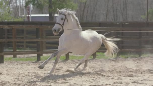 Hest Der Snurrer Rundt Cirkel Træningspladsen Hesteuddannelse Løbehest Langsom Bevægelse – Stock-video