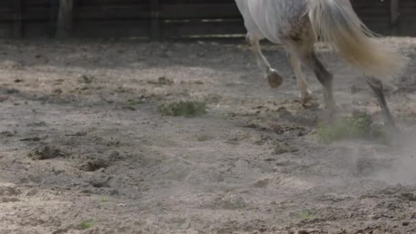 Ένα Άλογο Που Χοροπηδάει Κύκλο Στο Έδαφος Εκπαίδευσης Εκπαίδευση Αλόγων — Αρχείο Βίντεο