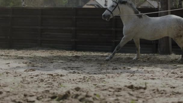 Koń Który Tańczy Kółko Placu Treningowym Trening Koni Biegnący Koń — Wideo stockowe