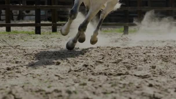 Hästhovar Löper Genom Sand Slow Motion Långskott Spårning Häst Hovar — Stockvideo