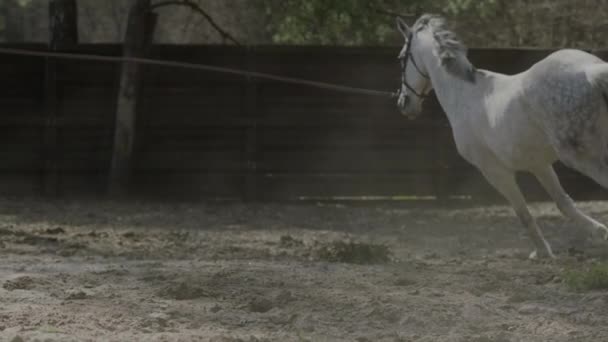 Лошадь Которая Скачет Кругу Тренировочной Площадке Обучение Лошадей Бегущая Лошадь — стоковое видео