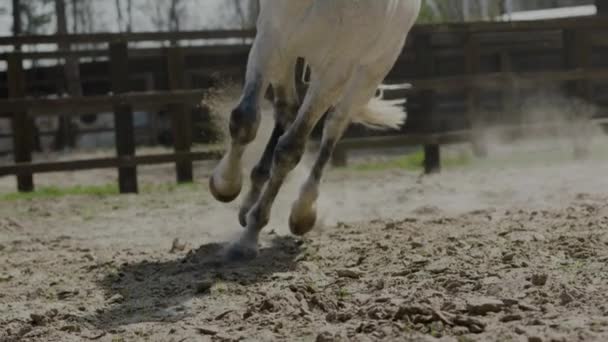 Końskie Kopyta Przebiegają Przez Piasek Zwolnionym Tempie Długi Strzał Śledzenia — Wideo stockowe