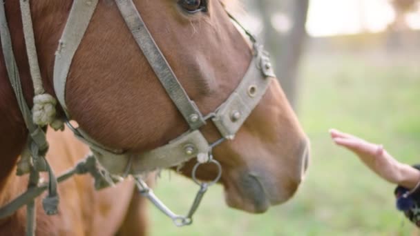 Cabeça Cavalo Acariciada Pela Mão Mão Humana Tem Anel Imagens — Vídeo de Stock