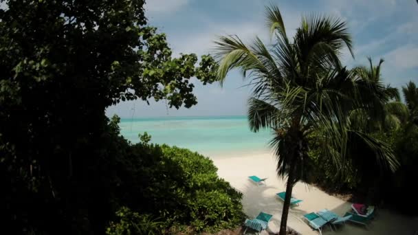 야자수 청록색 바다가 해변입니다 하늘을 배경으로 야자나무들 바다와 야자나무 낙원으로 — 비디오