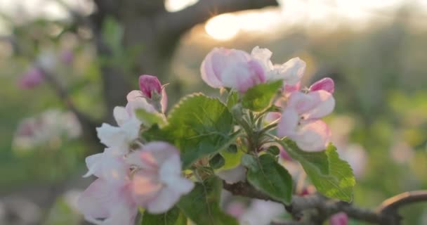 Kwiat Jabłoni Cieple Wiosennych Promieni Słońca — Wideo stockowe