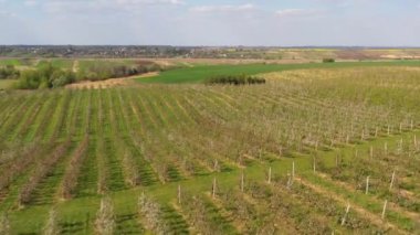 Küçük bir traktör elma ağaçlarıyla dolu bir tarlada çalışır. Ukrayna 'da endüstriyel ölçekte çiçek açan bir elma bahçesinin bahar görüntüleri..