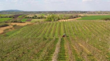 Küçük bir traktör elma ağaçlarıyla dolu bir tarlada çalışır. Ukrayna 'da endüstriyel ölçekte çiçek açan bir elma bahçesinin bahar görüntüleri..