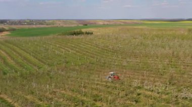 Küçük bir traktör elma ağaçlarıyla dolu bir tarlada çalışır. Ukrayna 'da endüstriyel ölçekte çiçek açan bir elma bahçesinin bahar görüntüleri..
