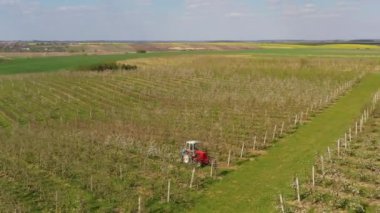 Küçük bir traktör elma ağaçlarıyla dolu bir tarlada çalışır. Ukrayna 'da endüstriyel ölçekte çiçek açan bir elma bahçesinin bahar görüntüleri..
