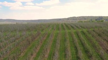 Bahçe ağaçlarının üzerinden hava görüntüsü. Elma ağaçlarından oluşan bir meyve bahçesi olan tarım çiftliği düzgünce dizilmiş. Meyve mahsullerinin yetiştirilmesi
