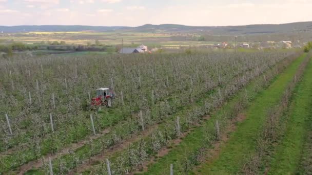 Malý Traktor Pracuje Poli Jabloněmi Jarní Záběry Kvetoucího Jablečného Sadu — Stock video