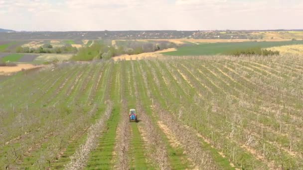 Malý Traktor Pracuje Poli Jabloněmi Jarní Záběry Kvetoucího Jablečného Sadu — Stock video