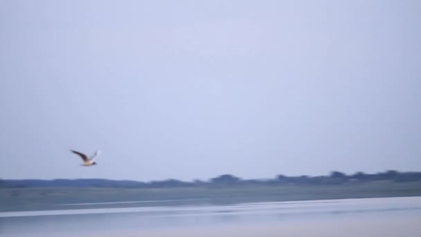 Ένας Γλάρος Πετάει Στον Ουρανό Σύμβολο Ελευθερίας Ένας Μεγάλος Γλάρος — Αρχείο Βίντεο