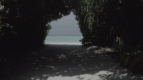 Létání Tunelem Stromů Otevřenou Vodu Krásné Tropické Pláže Záběry Bez — Stock video