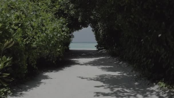 Ağaçların Arasından Güzel Bir Tropikal Plajın Açık Sularına Uçuyorlar Renk — Stok video
