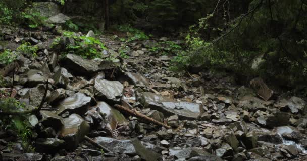 Samotny Podróżnik Plecakiem Niebieską Kurtką Spaceruje Skalistym Terenie Lesie Deszczową — Wideo stockowe