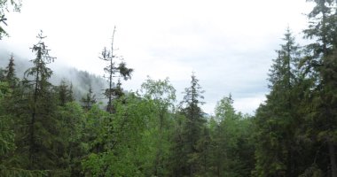 Bir adam, bulutlu havada dağlık bir ormanda yürüyüş yapan kayalık arazide yürüyen bir yürüyüşçüdür. Dağlarda tek bir yürüyüş.