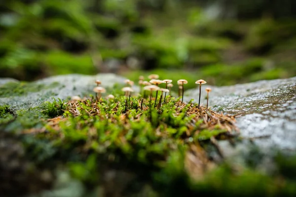Kis Ehetetlen Gomba Erdőben Moha Hátterében Esős Időben — Stock Fotó