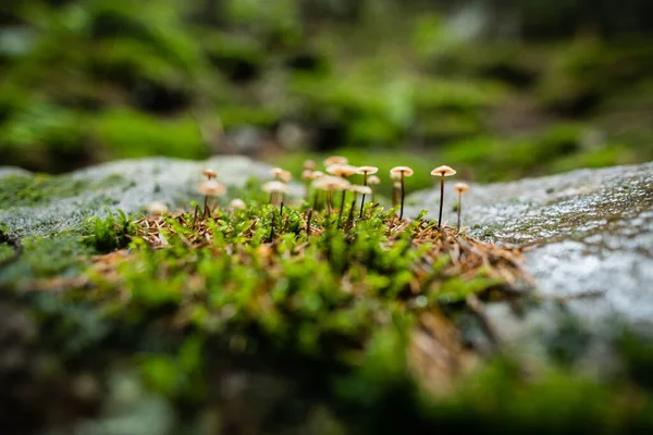 Small Inedible Mushroom Forest Background Moss Rainy Weather — Stock Photo, Image